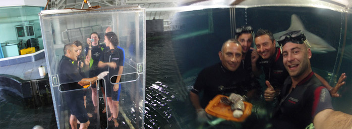debajo-del-agua-con-tiburones-molaviajar