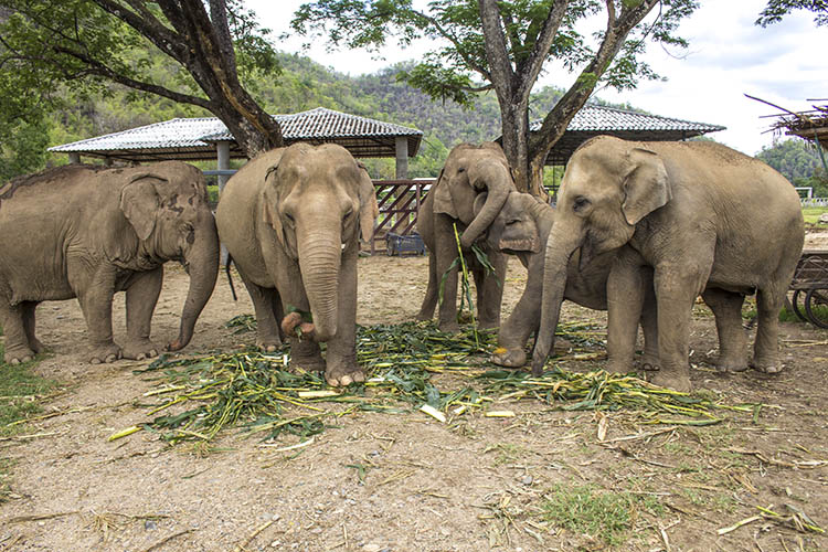 Elephant Nature Park Chiang Mai Tailandia