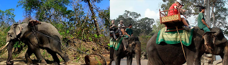 elefantes maltratados tailandia