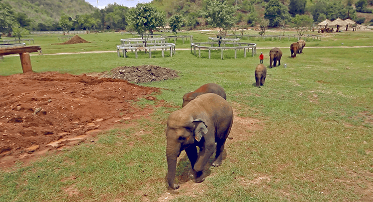 parque natural elefantes