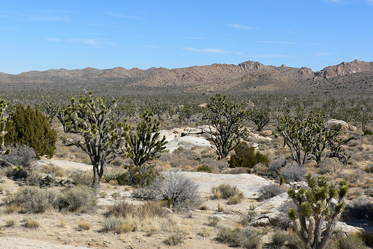 Parque Nacional de Mojave. Consejos para tu visita
