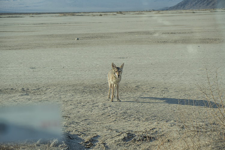 coyote death valley