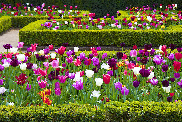 Jardín lleno de tulipanes, es es el Dutch Garden en Holland Park
