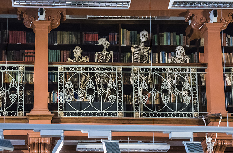 Esqueletos en el balcon del Grant Museum of Zoology