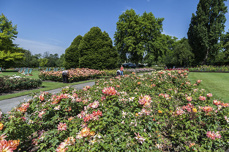 jardines llenos de rosas y árboles en el Queen Mary’s Rose Gardens