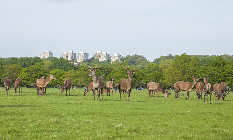 Manada de ciervos en Richmond Park, con edificios de Londres al fondo