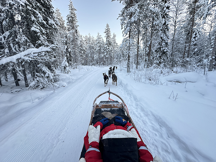 trineo husky laponia