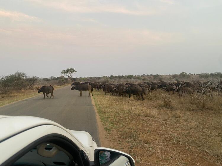 coche alquiler Kruger